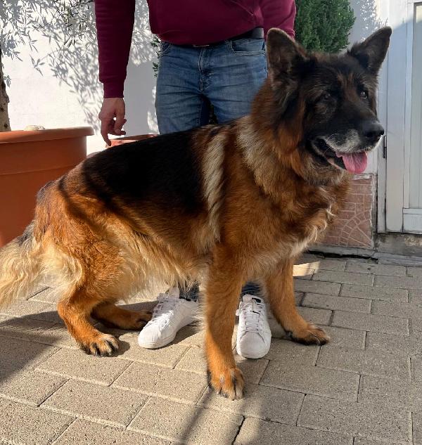 EROS PASTORE TEDESCO Foto 8